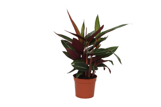 Calathea Stripestar - ↕40 cm - Ø12 cm