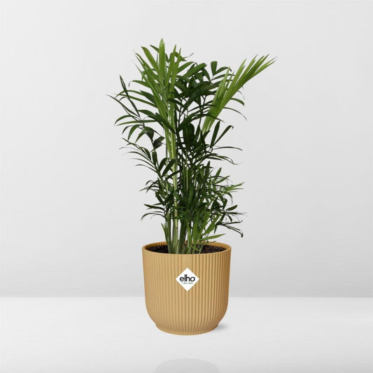 Chamaedorea Elegans in Elho Vibes Fold Ø14 cm gelb
