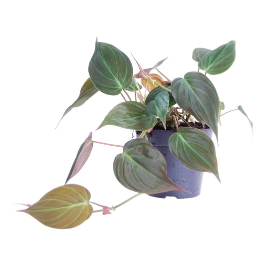 Philodendron Scandens 'Micans' - 25 cm - Ø12 cm