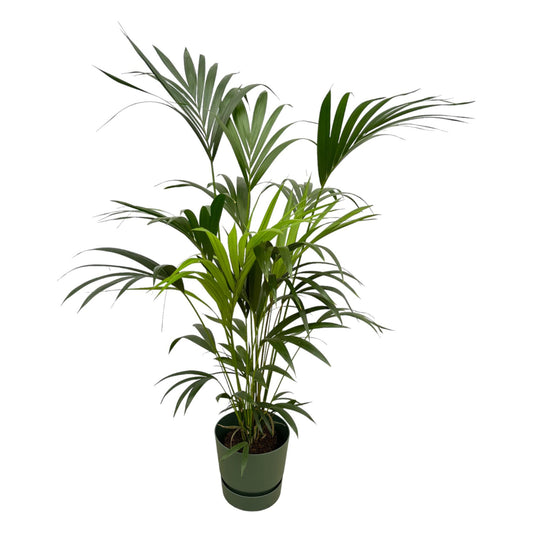 Kentia-Palme inklusive Elho Greenville Round grün - 160 cm - Ø30 cm