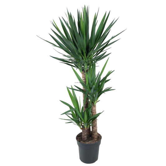 Yucca Elephantipe - 140 cm - Ø27 cm
