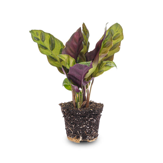 Calathea Lancifolia (Pfauenpflanze) - für Flaschengarten - Topfgröße Ø6 cm
