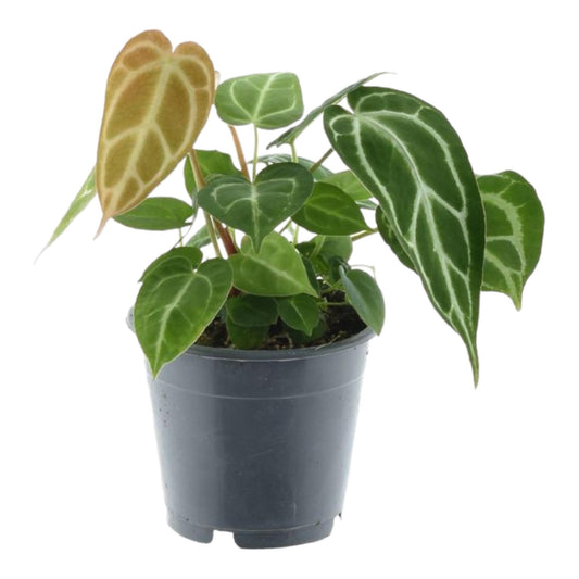 Anthurium Chrystallium - ↕35 cm - Ø12 cm