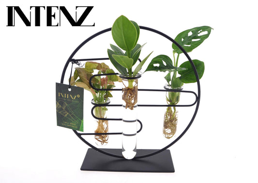 3x - Zimmerpflanzen in Hydrokultur für Stecklinge - 12 cm - 25 cm