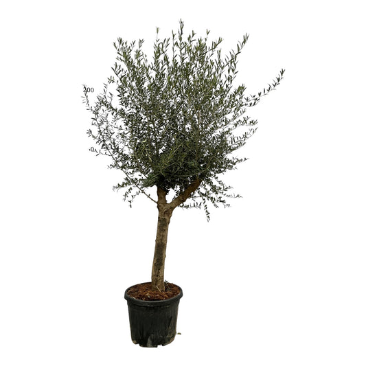 Olea Lorc - 200 cm - Ø45 cm