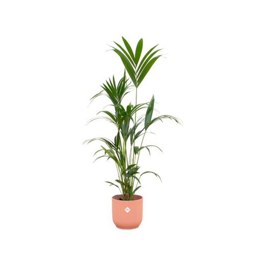 Kentia-Palme inklusive Elho Vibes Fold Round rosa - 160 cm - Ø30 cm