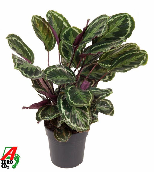 Calathea Medallion - ↕80 cm - Ø24 cm