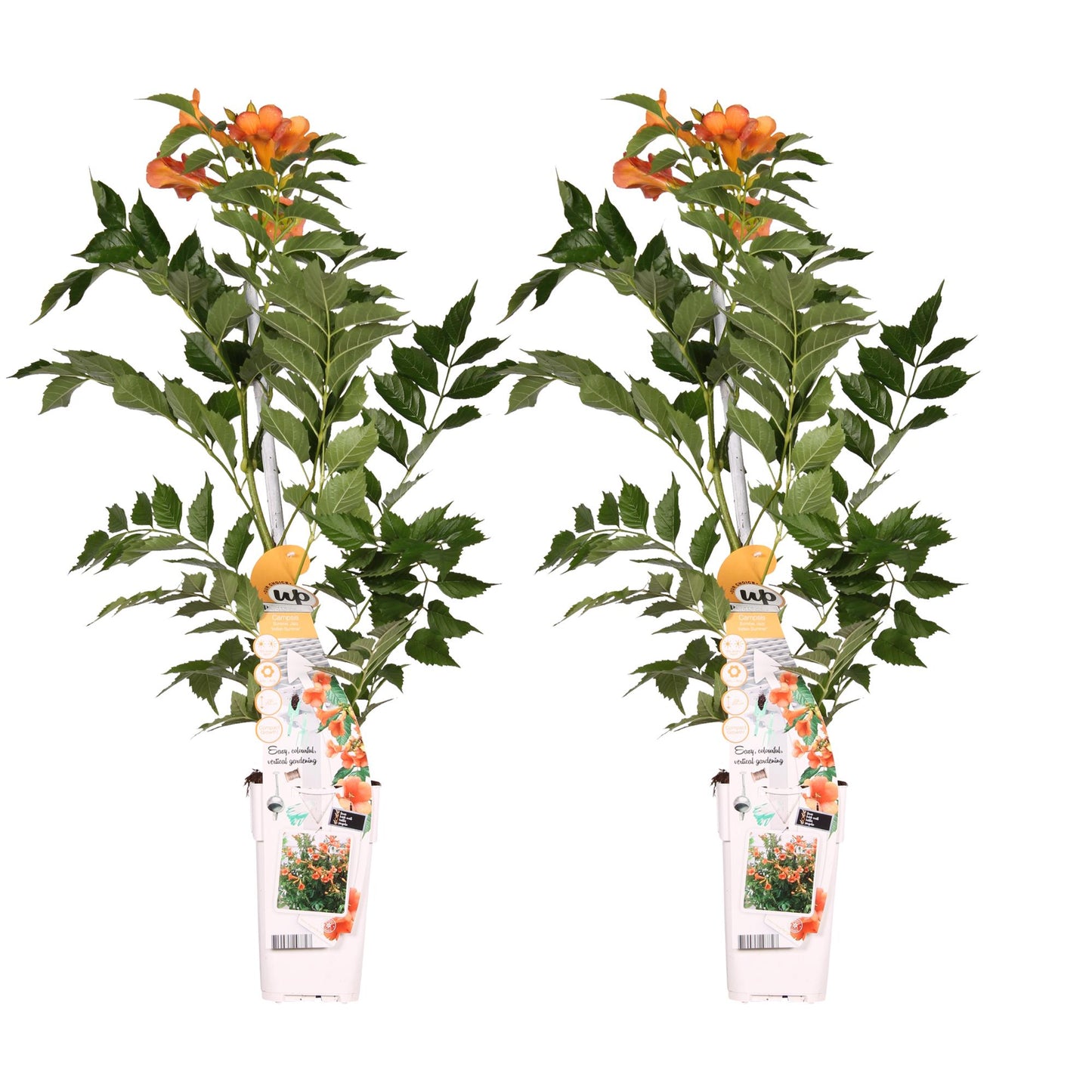 Campsis 'Indian Summer' - ↕65cm - Ø15
