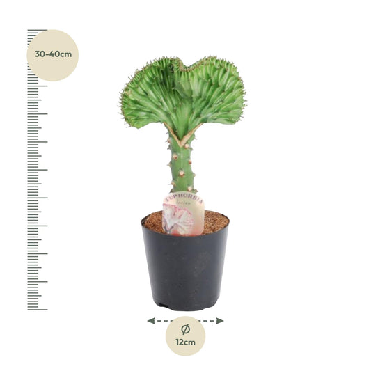 Euphorbia Lactea Cristata Grün - 35 cm - Ø12 cm