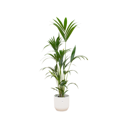 Kentia-Palme inklusive Elho Vibes Fold Round weiß - 160 cm - Ø30 cm