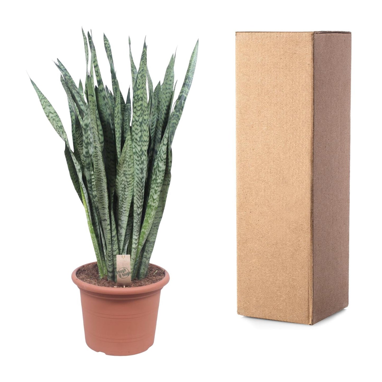 Sansevieria Zeylanica - 110 cm - Ø35 cm