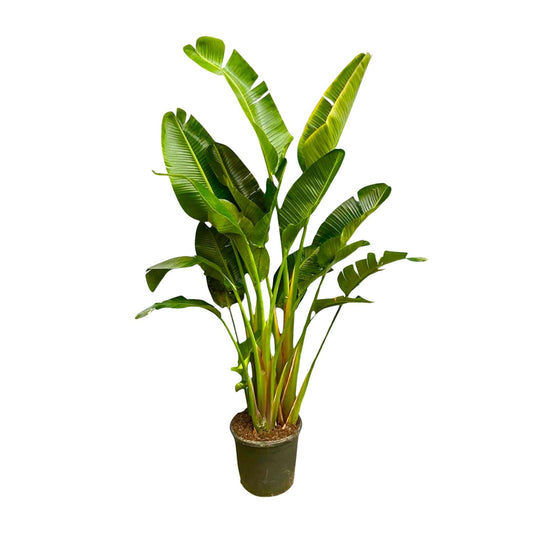 Strelitzia Augusta Multi-Stamm XXL - 250 cm - Ø50 cm