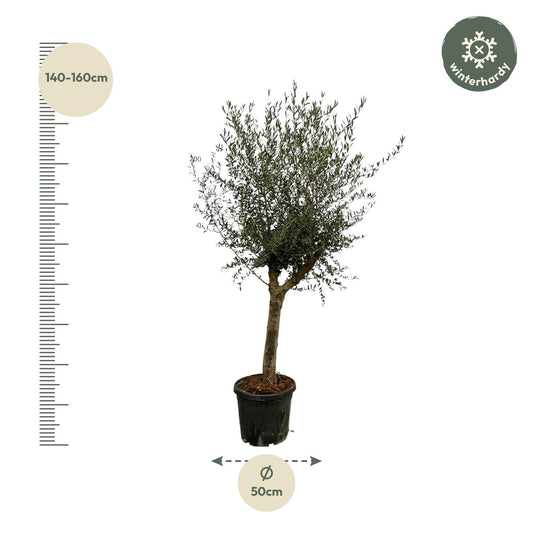 Olea Lorc - 200 cm - Ø45 cm