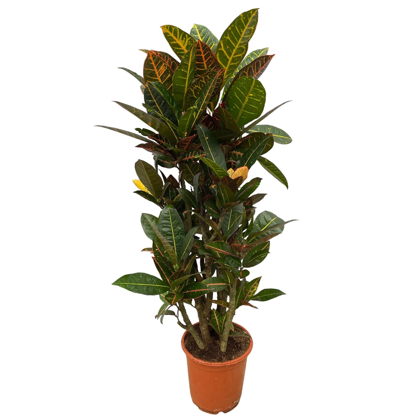 Codiaeum (Croton) Petra verzweigt - 100 cm - Ø21 cm