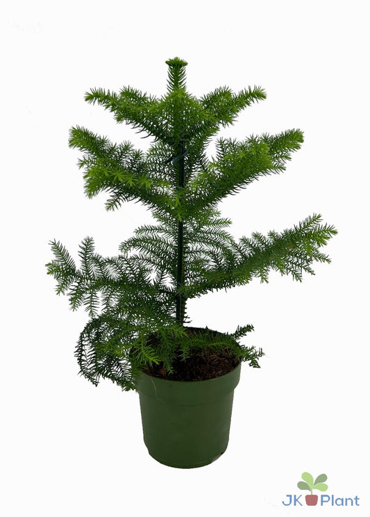Araukarie (Araucaria) - Ø14 cm - ↕38 cm