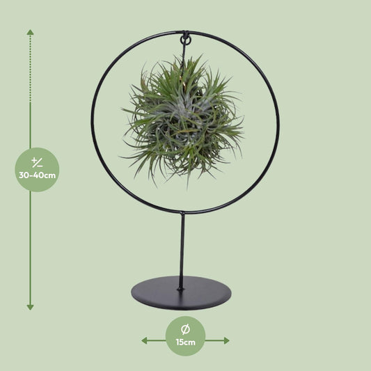 Tillandsia Ring-Mix - Ø15 cm - ↕35 cm