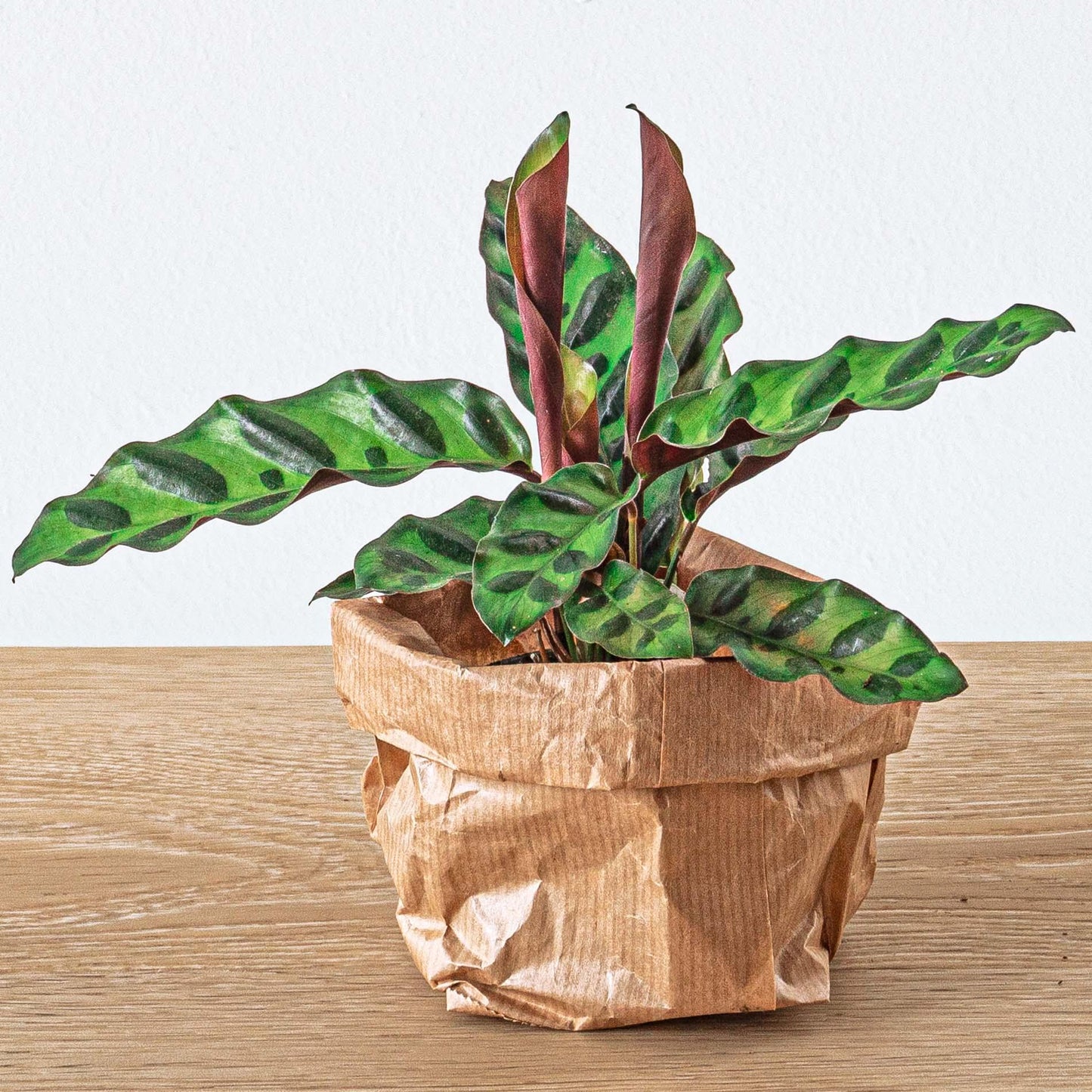 Pflanzen-Terrarium-Paket - Lancifolia - Bonsai - Asparagus - 5 Pflanzen - Nachfüllung & Starter-Set - DIY