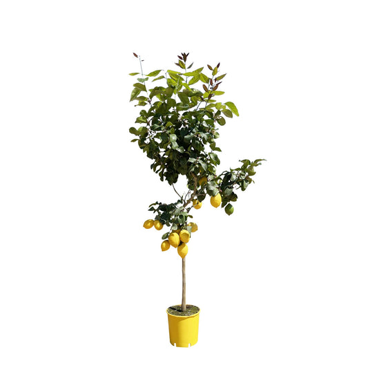 Zitronenbaum - ↕150 cm - Ø24
