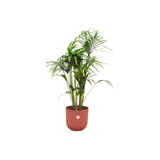 Kombi-Angebot - Kentia-Palme inklusive Elho Jazz Round rot Ø26 - 130 cm