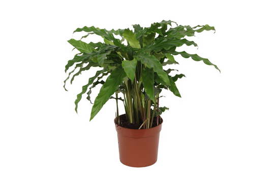 Calathea Bluegrass - ↕35 cm - Ø12 cm