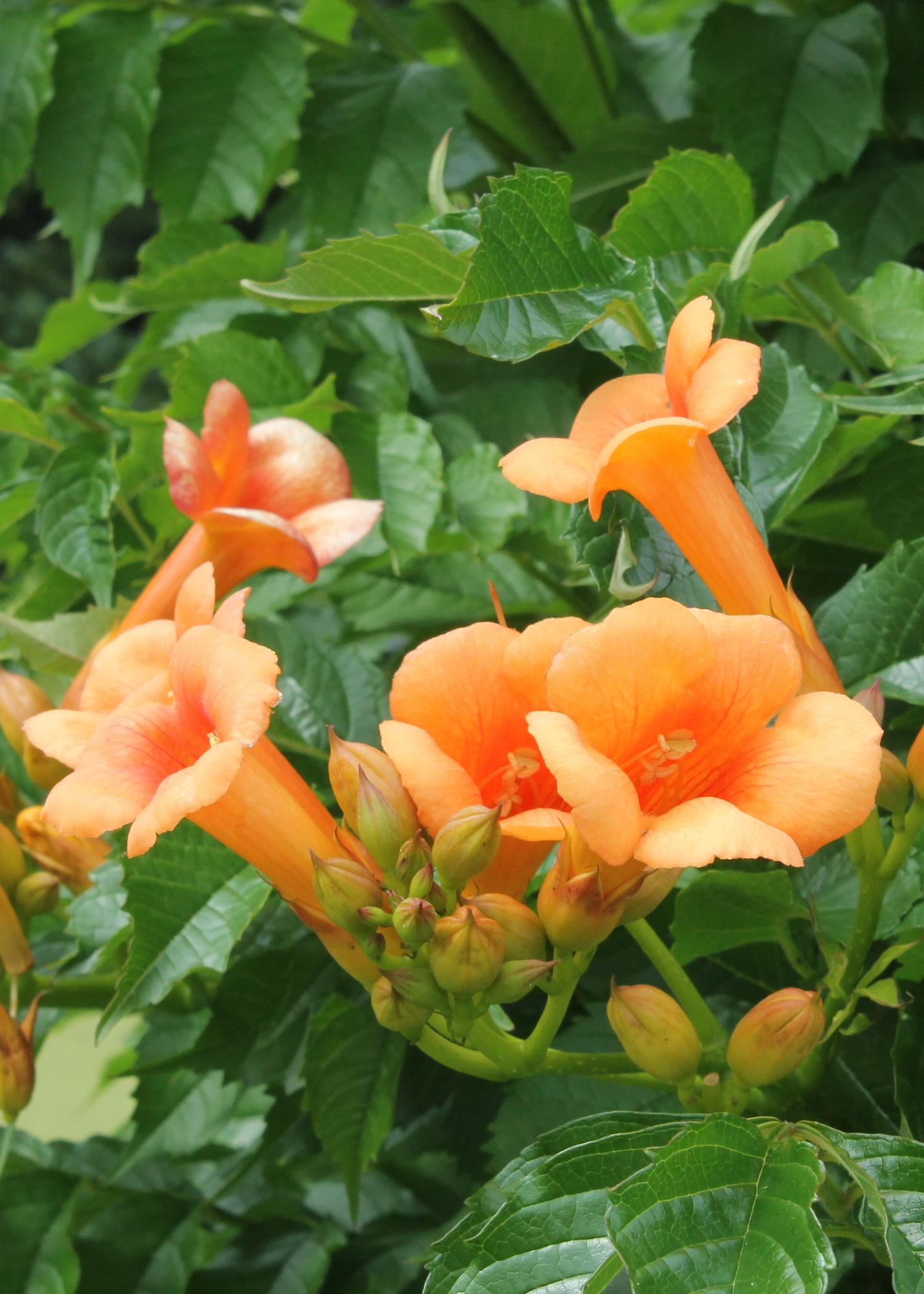 Campsis 'Indian Summer' - ↕65cm - Ø15