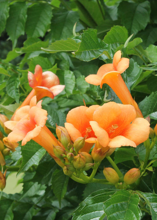 Campsis 'Indian Summer' - ↕65cm - Ø15