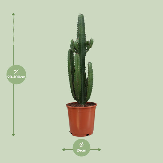 Euphorbia Acrurensis - Ø24 cm - ↕95 cm