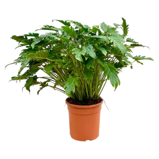 Philodendron Xanadu - 80 cm - Ø27 cm