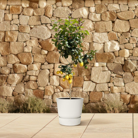 Zitronenbaum - ↕150 cm - Ø24