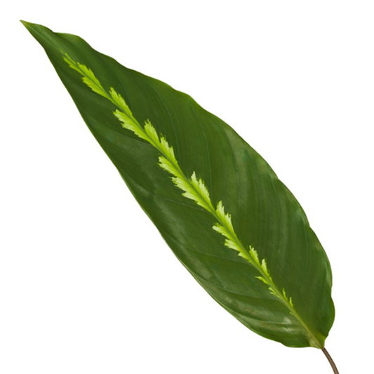 Calathea Maui Queen - ↕35 cm - Ø12 cm