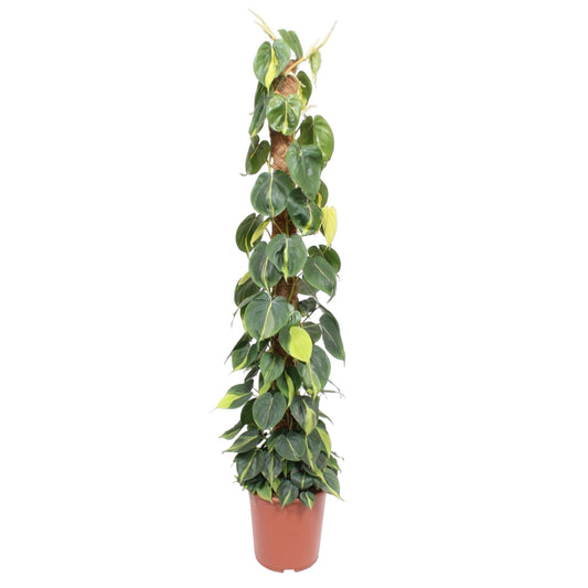 Philodendron Scandens Brasil Moosstamm - 150 cm - Ø27 cm