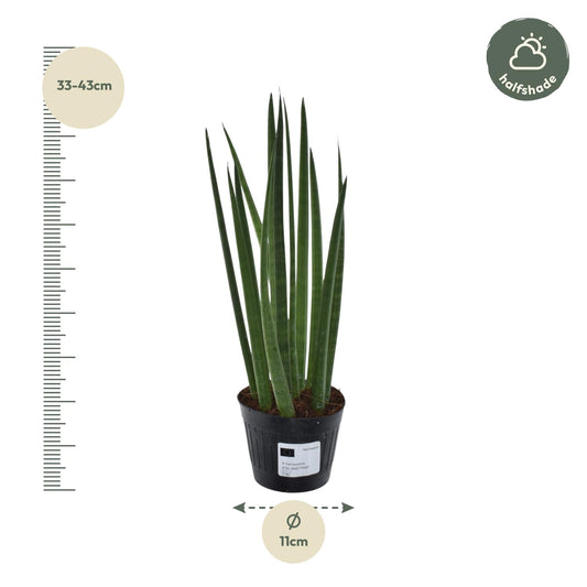 Sansevieria Cylindrica 'Bacularis' / Mikado - 38 cm - Ø10,5 cm