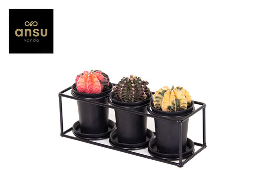 Kaktus-Trio im Designrahmen - Ø25 cm - ↕12 cm
