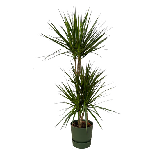 Dracaena Marginata - ↨120 cm - Ø21 cm inklusive Elho Greenville Round grün D24xH23