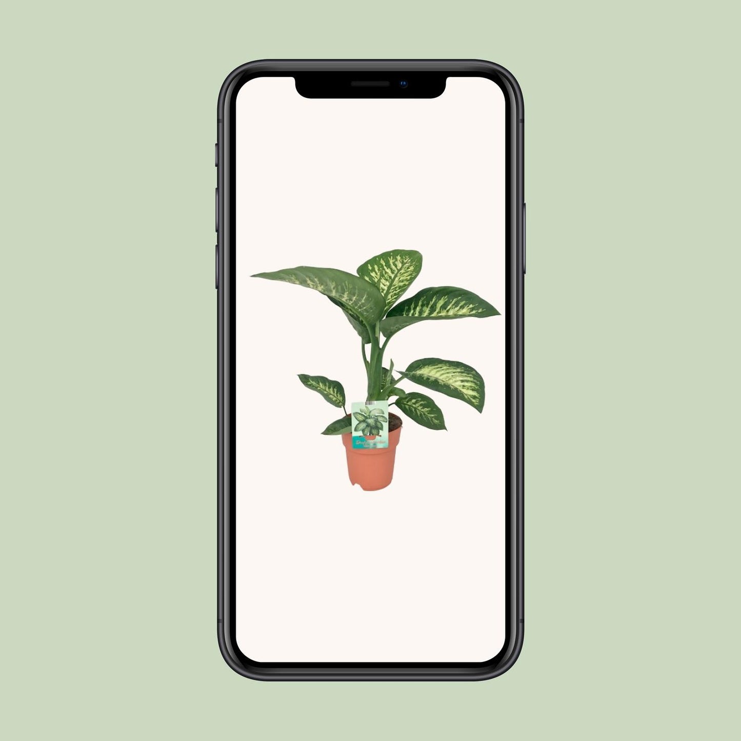Dieffenbachia Seguine Tropic Snow - 19 cm - 70 cm