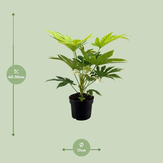 Fatsia Japonica Spider Web - Ø17 cm - ↕50 cm