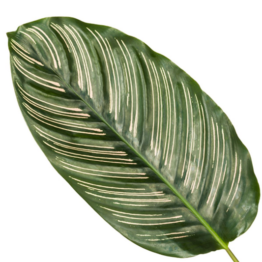 Calathea Sanderiana - ↕80 cm - Ø19 cm