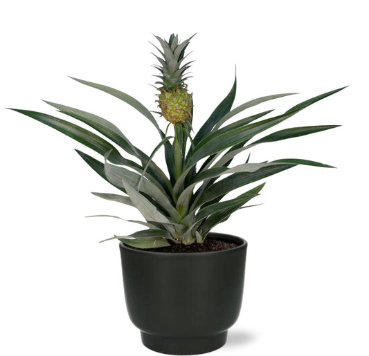 Bromelie Ananas - Ø12 cm - ↕30 cm inkl. Potenza-Topf D13x11 cm - Schwarz