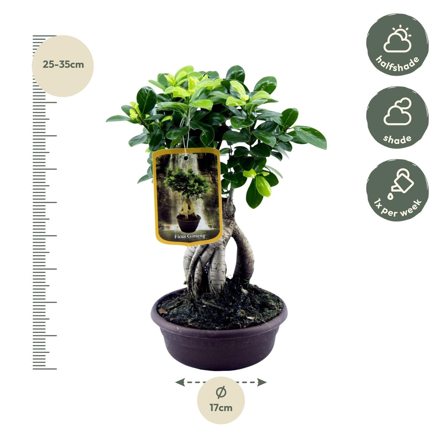 Ficus Microcarpa Ginseng - 30 cm - Ø17 cm