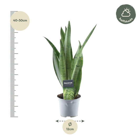 Sansevieria Spearmint - 45 cm - Ø12 cm