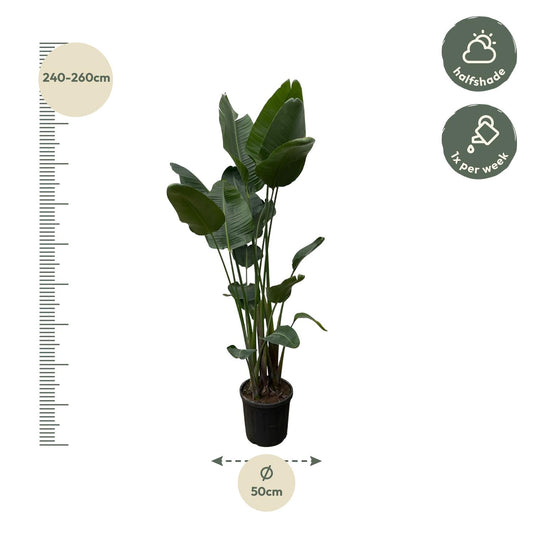 Strelitzia Nicolai XXL - 250 cm - Ø50 cm