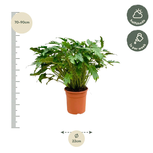 Philodendron Xanadu - 80 cm - Ø27 cm