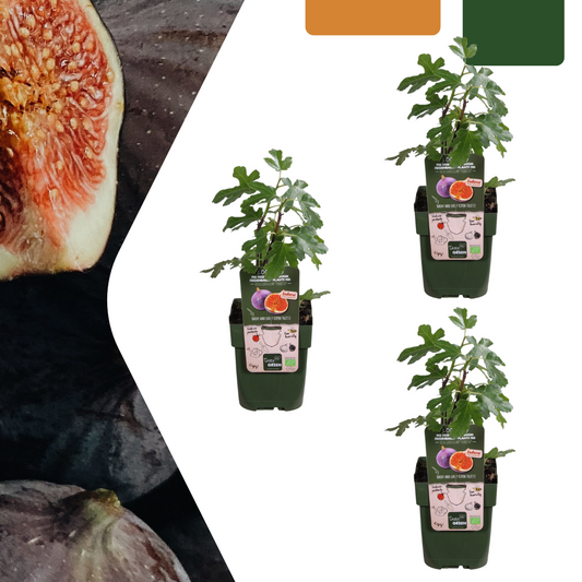 3x - Ficus Carica - Bio Feigenbaum-Pflanzen - Ø 13 cm - ↕20 cm