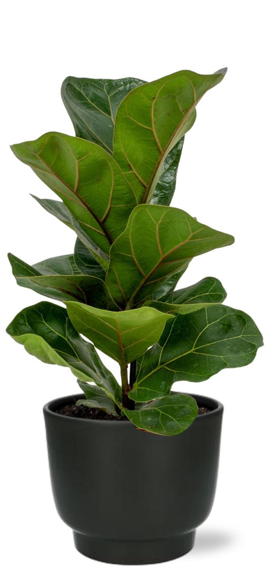 Ficus Lyrata - Ø12 cm - ↕30 cm + Potenza-Topf D13x11 cm - Schwarz
