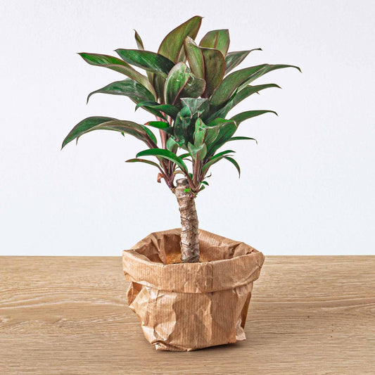 Mini-Palme - Cordyline fruticosa 'Purple Compacta'
