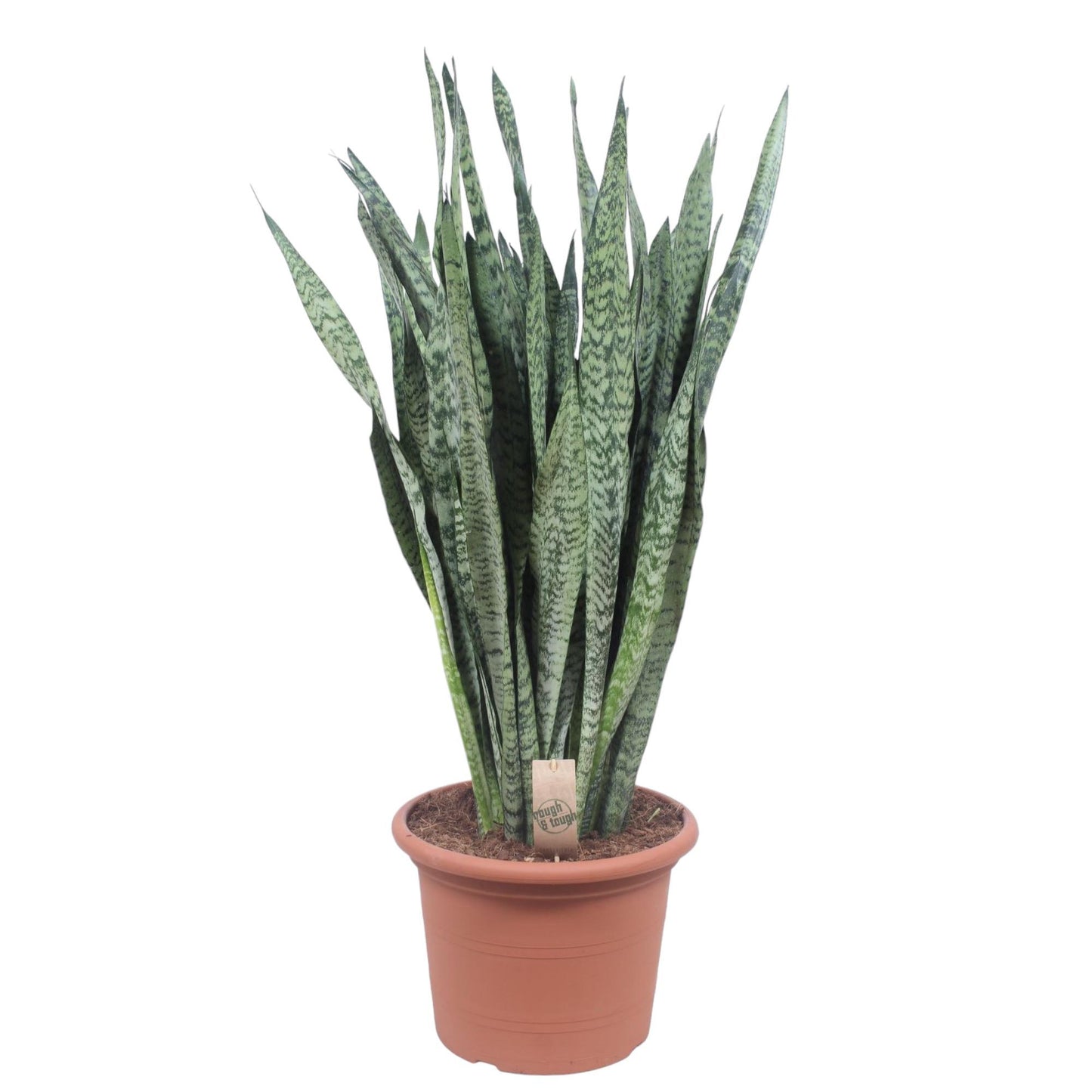 Sansevieria Zeylanica - 110 cm - Ø35 cm