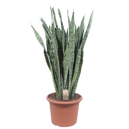 Sansevieria Zeylanica - 110 cm - Ø35 cm
